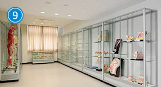 標本展示コーナー